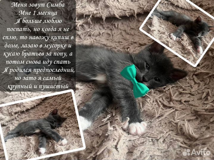 Котята в добрые руки