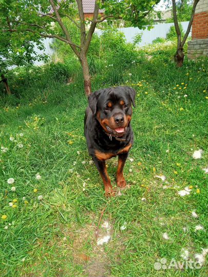 Ротвейлер