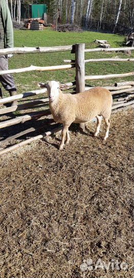 Катумский ягненок, баранчик