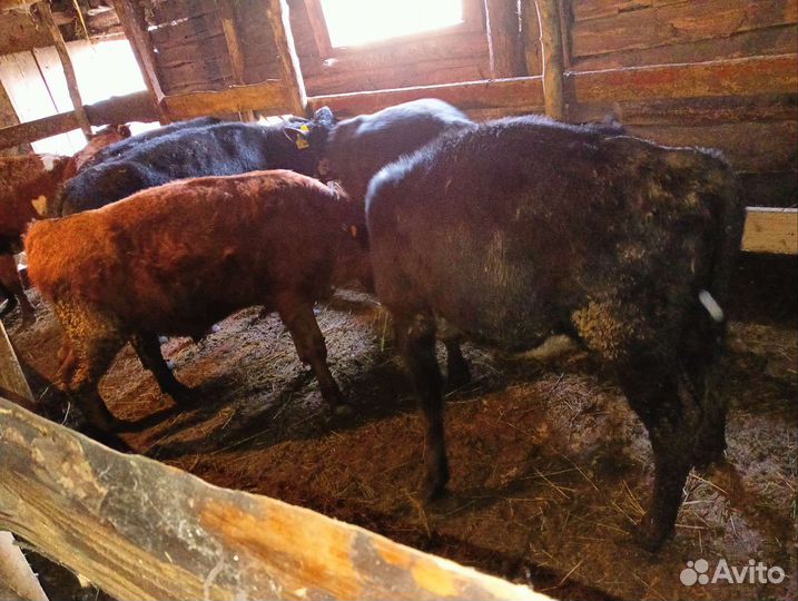 Бычки и быки