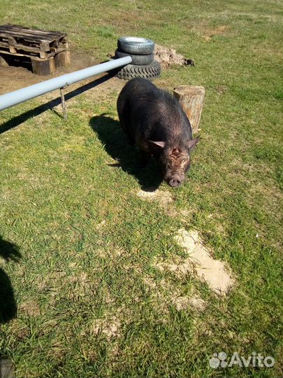 Вьетнамские поросята