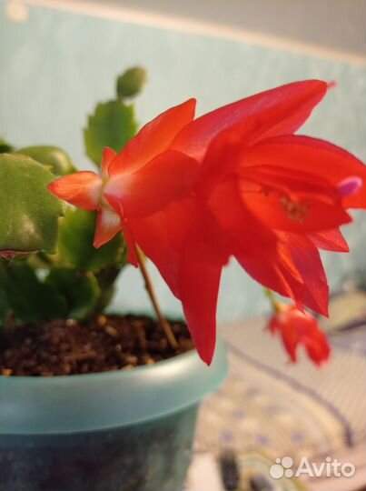 Фиалочка мини. Шлюмбергера(декабрист)