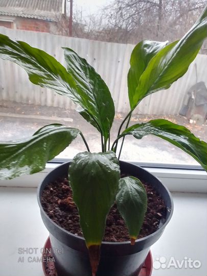 Спатифиллум