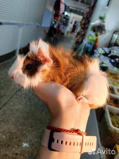 Морские свинки