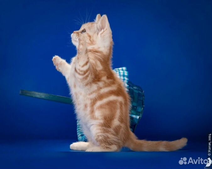 Американский короткошерстный котенок