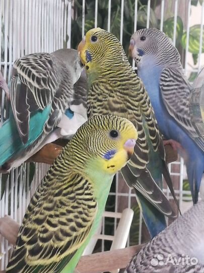 Птенцы. Волнистый попугай. Клетка