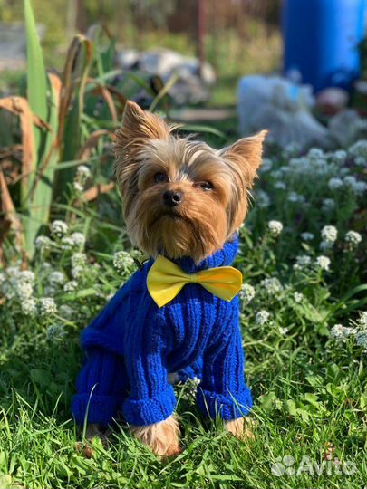 Одежда для собак
