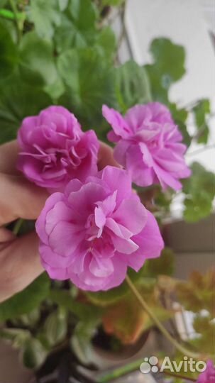 Пеларгония герань Ю-Сиреневый Туман Зонартик