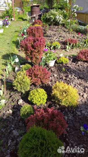 Саженцы садовых декоративных растений