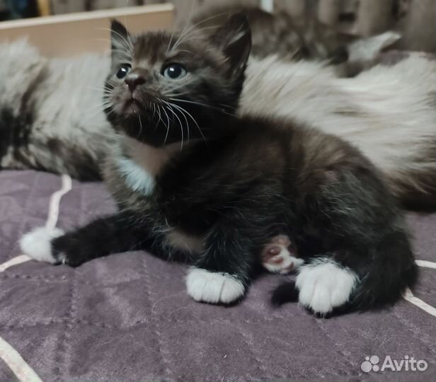 Кошка