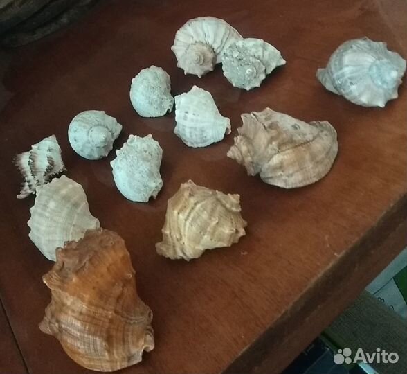 Морские раковины Кораллы