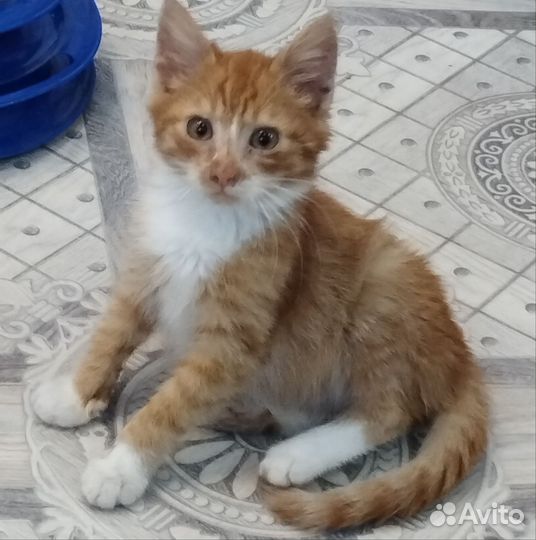 Котёнок-мальчик в добрые руки