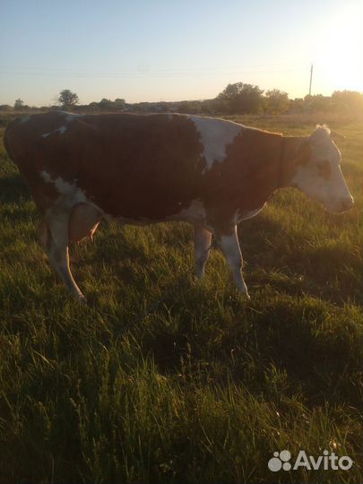 Корова дойная