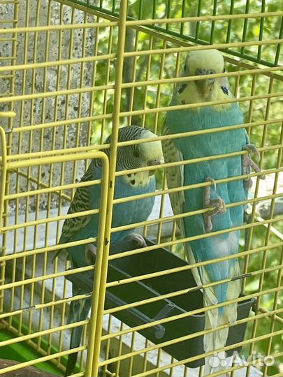 Продам волнистых попугаев
