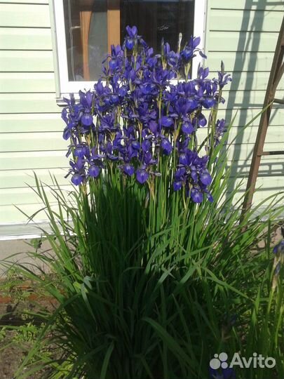 Корневища ириса,ромашки,хосты