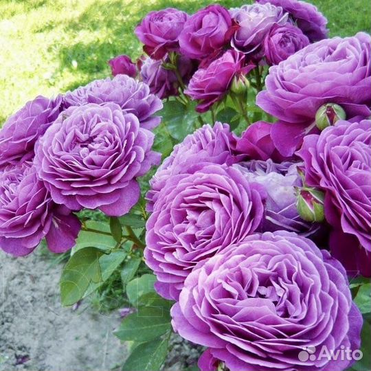 Розы премиум класс в горшках