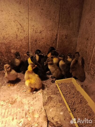 Утки индийский бегунок, утята