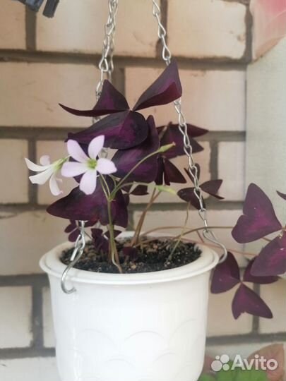 Кислица оксалис