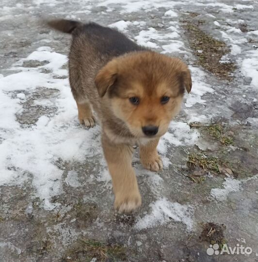 Щенок в добрые руки бесплатно