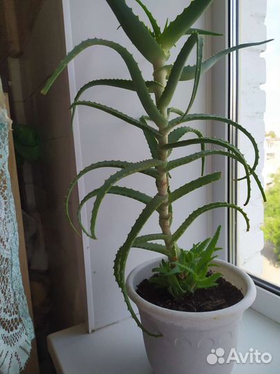 Алоэ вера лечебный из Аравийского острова