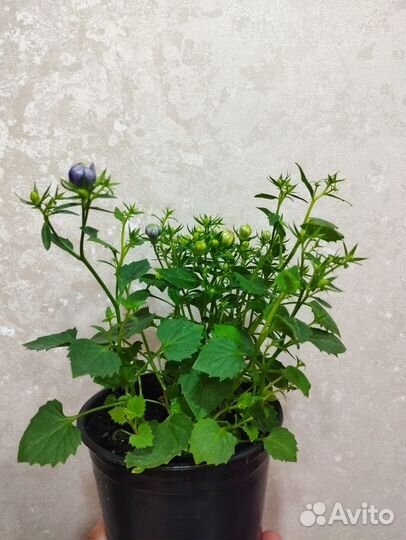 Кампанула махровая жених