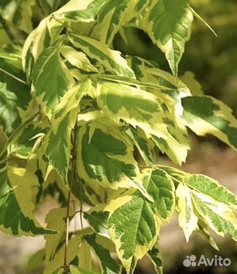 Клен Фламинго на штамбе