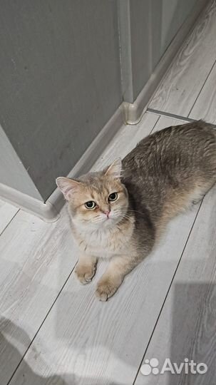 Кот шотландец