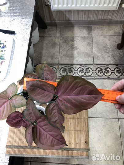 Сингониум Орм наг