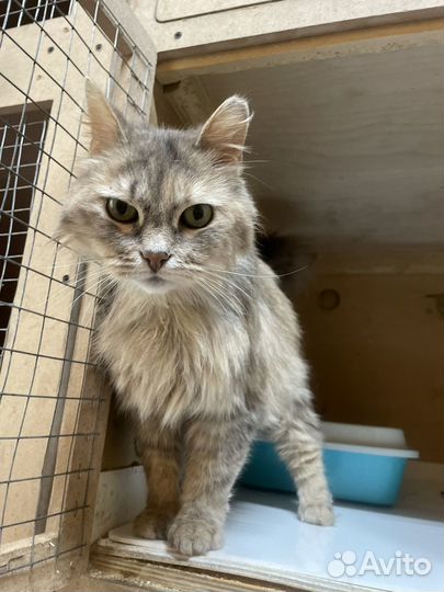 Кошечка Джулия