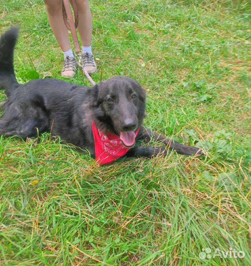 Собаку выбросили на улицу