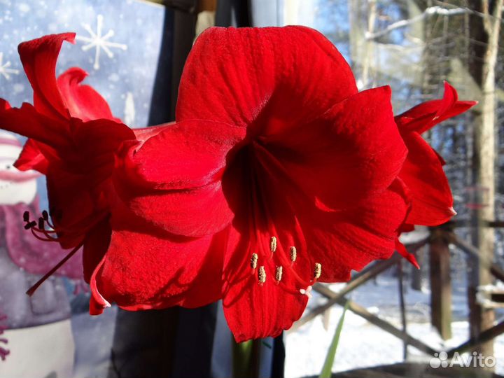 Гиппиаструм