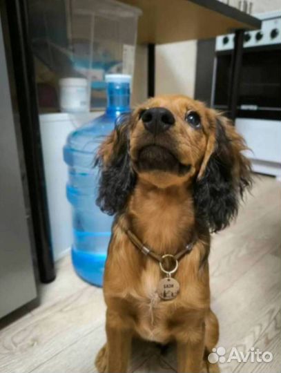 Адресники для собак