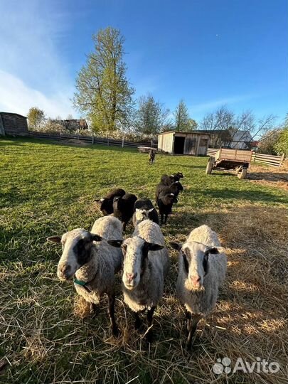 Баран эдильбаевский овцы с ягнятами