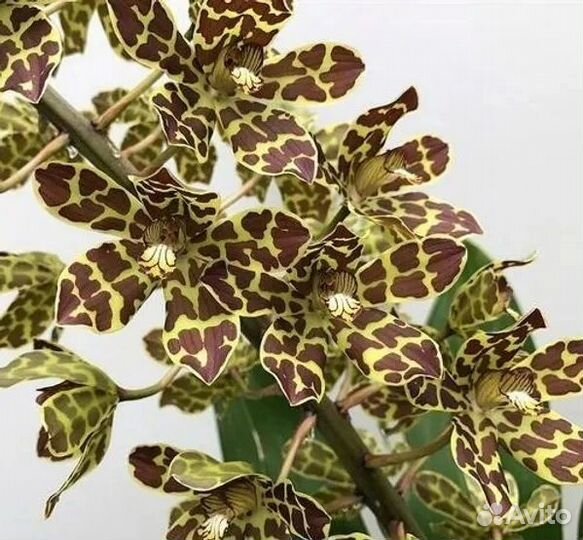 Орхидея Grammatophyllum scriptum