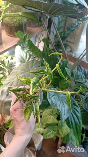 Эпипремнум годзилла вар