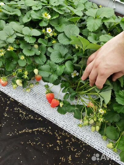 Клубника свежая, фермерская