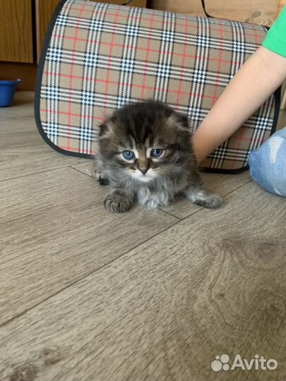 Котята бесплатно