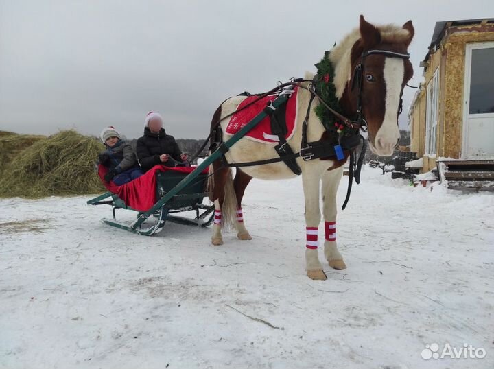 Шетлендский пони