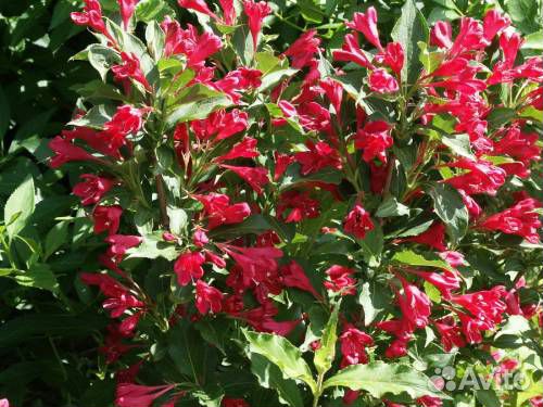 Ива разных сортов, Вейгелы. Саженцы,см. текст