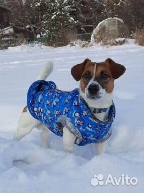 Вязка джек Рассел терьер