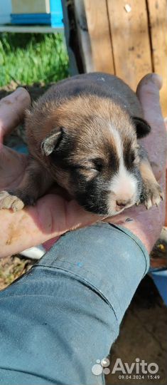 Щенок, девочка, 2 мес