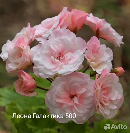 Пеларгония