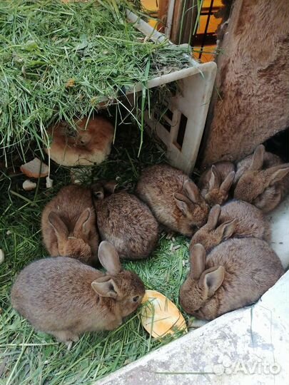Крольчата