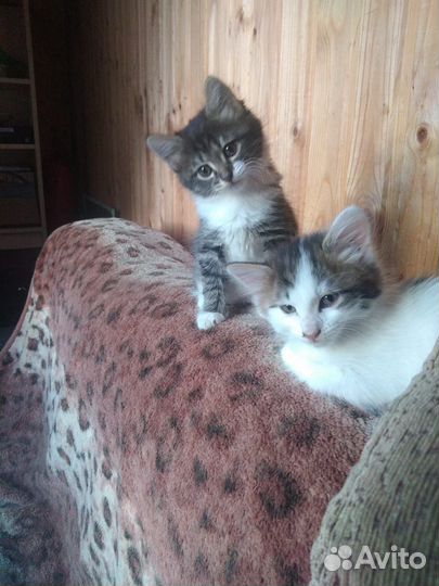 Кошки