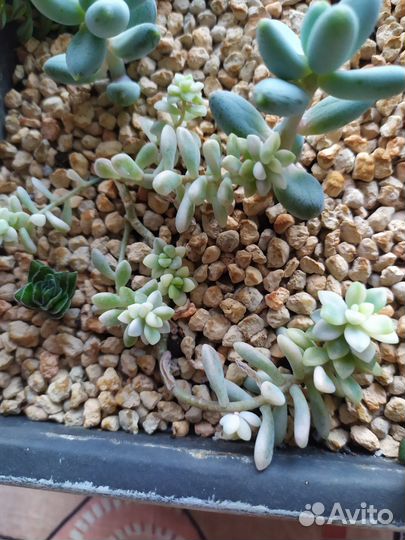 Композиция из суккулентов