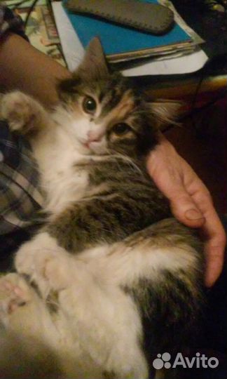 Пушистая кошка Мася 10 мес стерилизована
