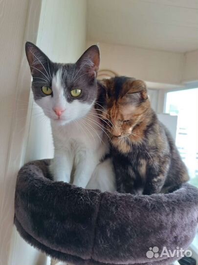 Нежная кошечка Зара в дар