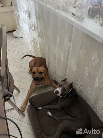 Передержка собак, гостиница для животных