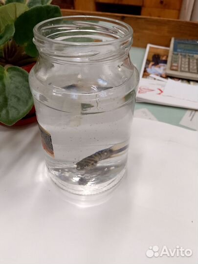 Аквариумные рыбки