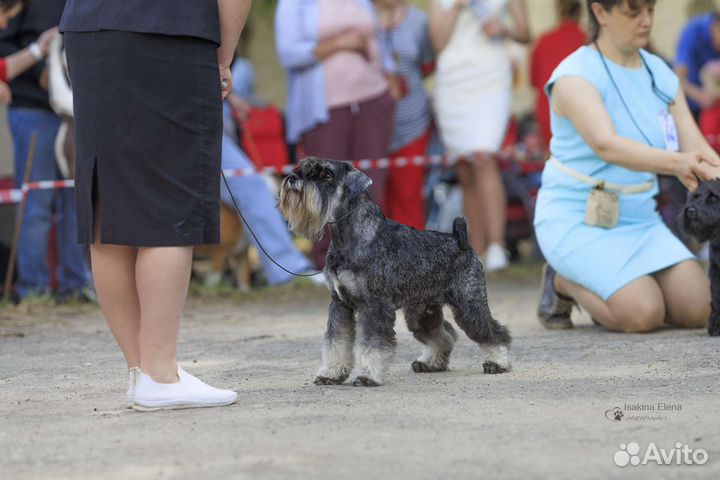Цвергшнауцер вязка